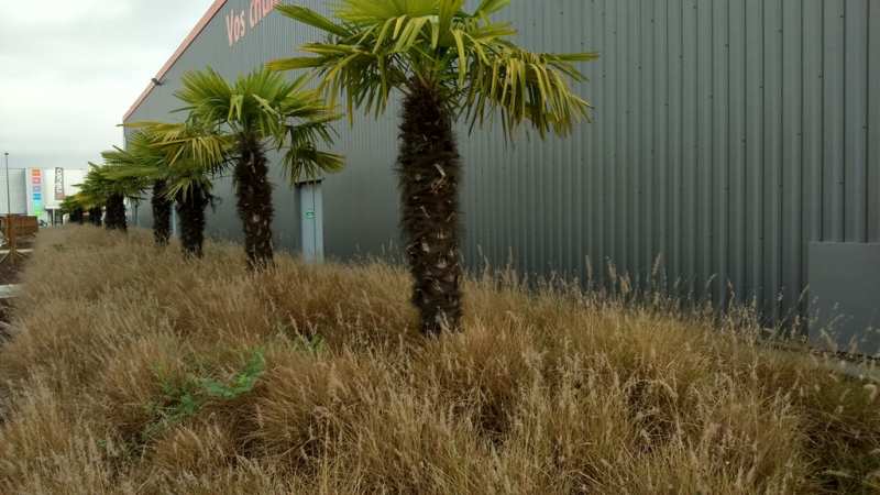 web_savane.jpg