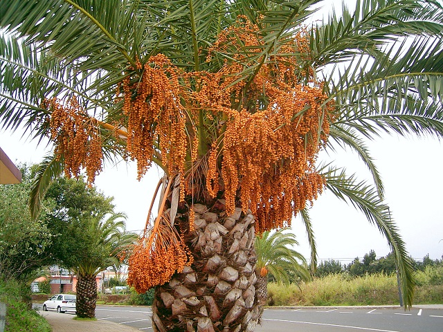 Phoenix_canariensis_(Barlovento)_02.jpg
