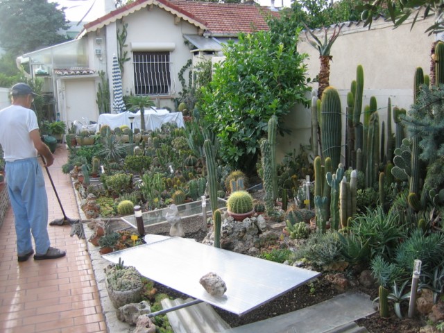 cactus yves 2010.09.14 002 [640x680].jpg