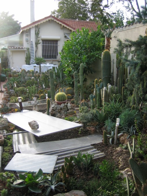 cactus yves 2010.09.14 003 [640x680].jpg