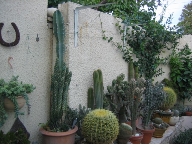 cactus yves 2010.09.14 005 [640x680].jpg