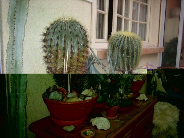cactus yves 2010.09.14 006 [640x680].jpg