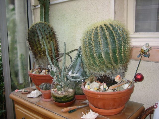 cactus yves 2010.09.14 007 [640x680].jpg