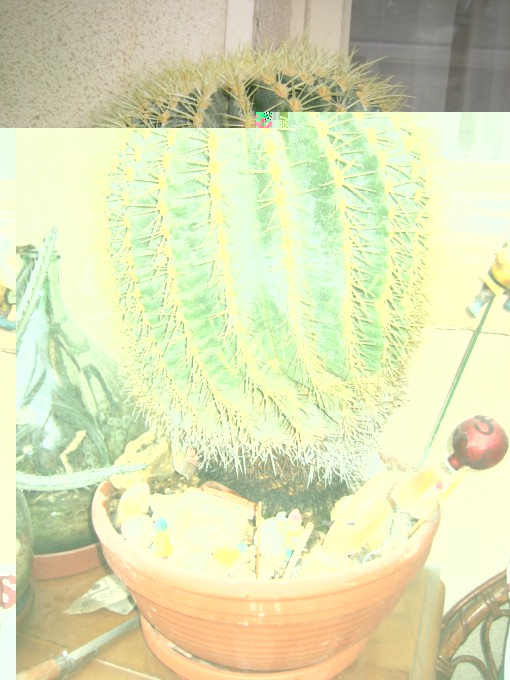 cactus yves 2010.09.14 008 [640x680].jpg