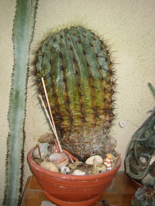 cactus yves 2010.09.14 009 [640x680].jpg