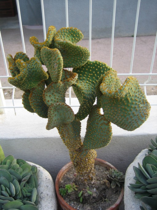 cactus yves 2010.09.14 010 [640x680].jpg