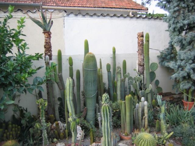 cactus yves 2010.09.14 011 [640x680].jpg