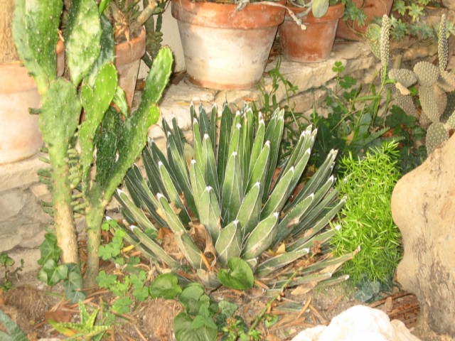 cactus yves 2010.09.14 012 [640x680].jpg