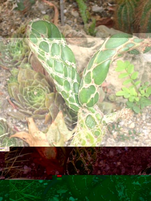 cactus yves 2010.09.14 013 [640x680].jpg