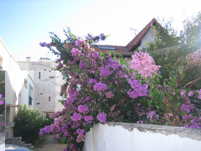 bougainvillea spectro glabra  2010.09.15 001 [640x680].jpg