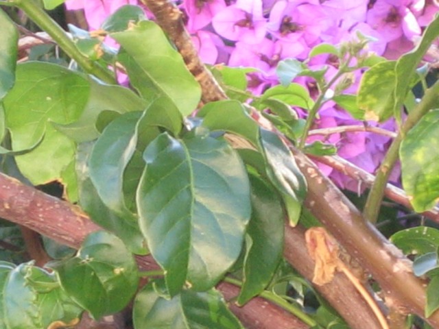 bougainvillea spectro glabra  2010.09.15 003 [640x680].jpg