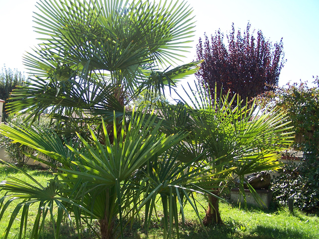 Bouquet de Trachycarpus