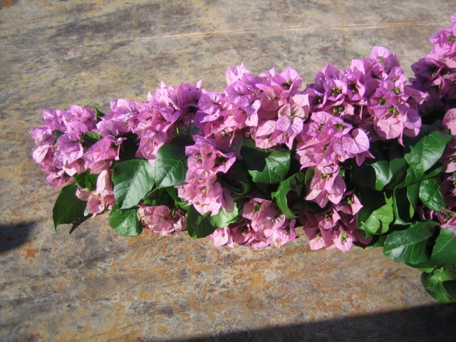 bougainvillea spectro glabra  2010.09.15 004 [640x680].jpg