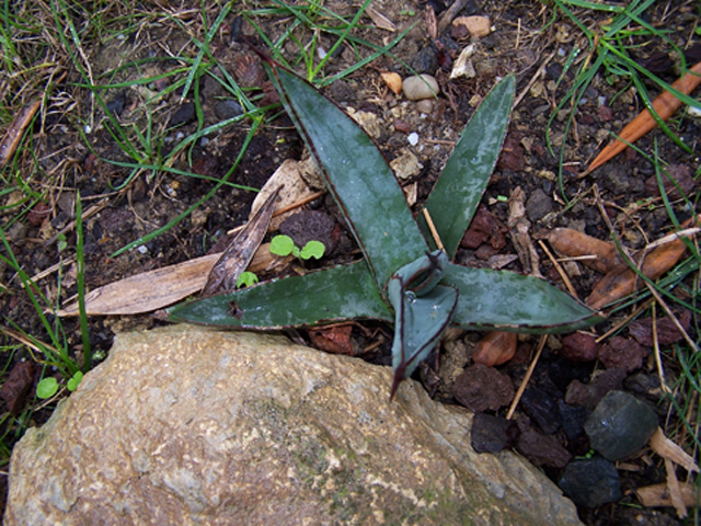 agave nigra