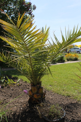 phoenix canariensis mai 2012 1er année en pleine terre.