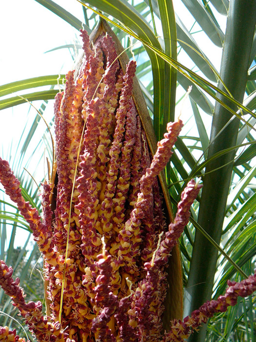 Butia Capitata en fleur.