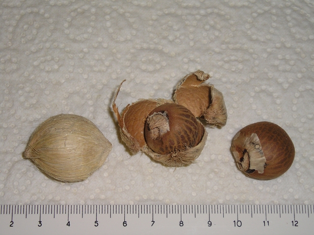 Areca catechu FdP 2008 2.JPG