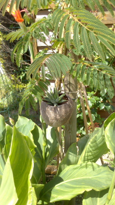 noix de coco haworthia