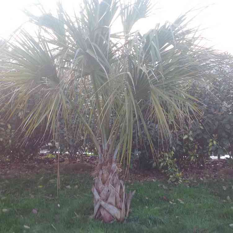 sabal.jpg