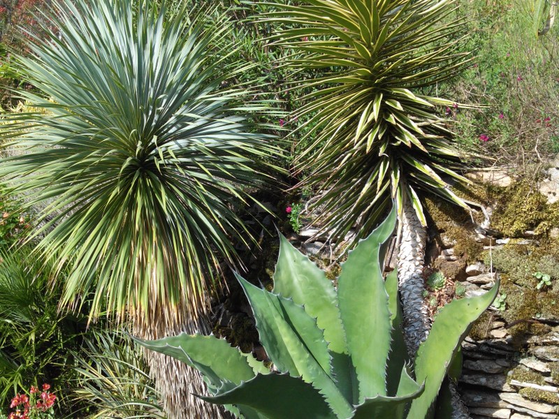 Agave ferox, yucca aloifolia marginata et yucca rostrata