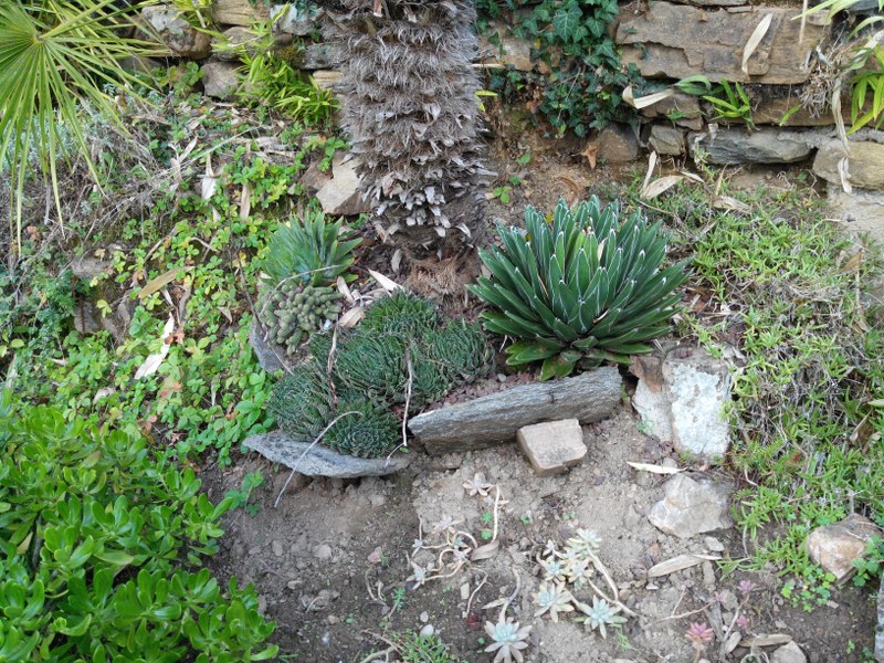 Agave victoriae-reginae