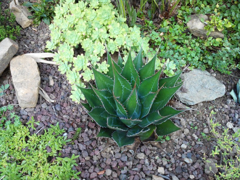 Agave montana