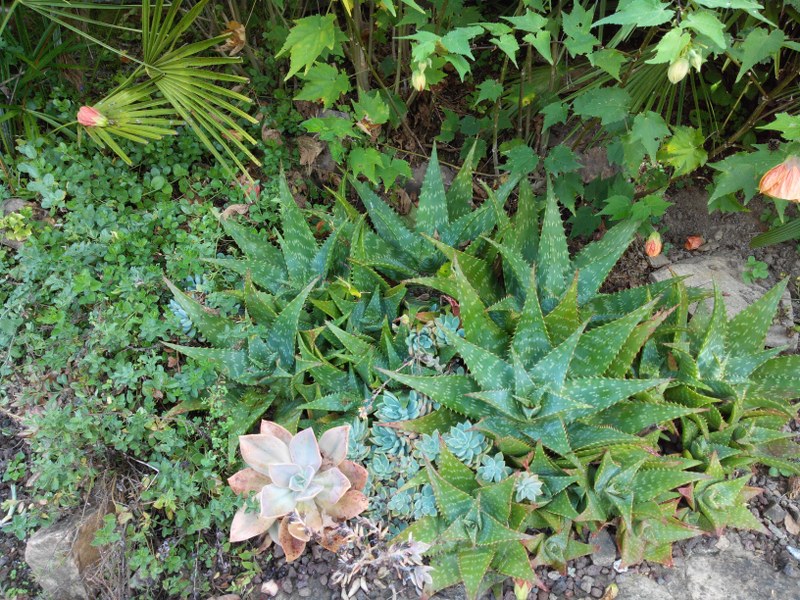 Aloe maculata