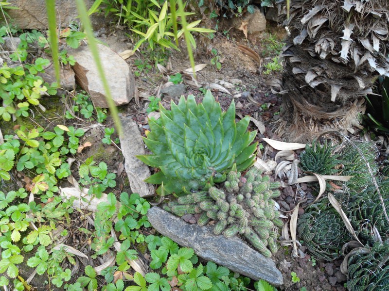 Aloe polyphylla