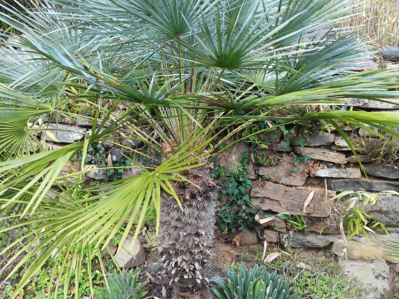 Chamaerops humilis cerifera ou argentea