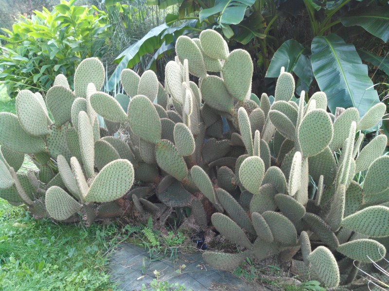 opuntia scheerii