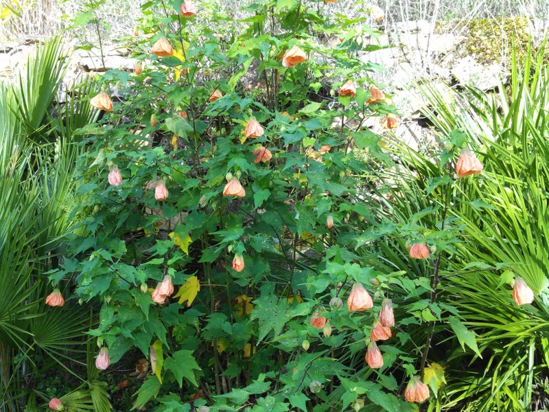 Abutilon x