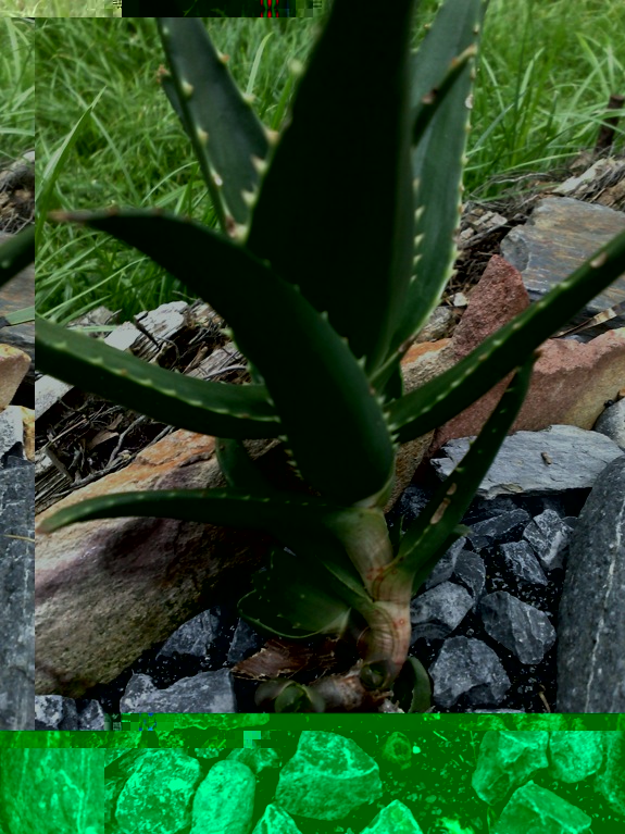 aloe sp.jpg
