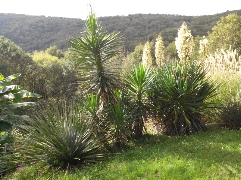 Yucca aloifolia