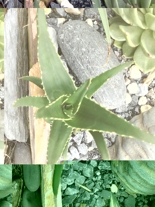 aloe sp2.jpg