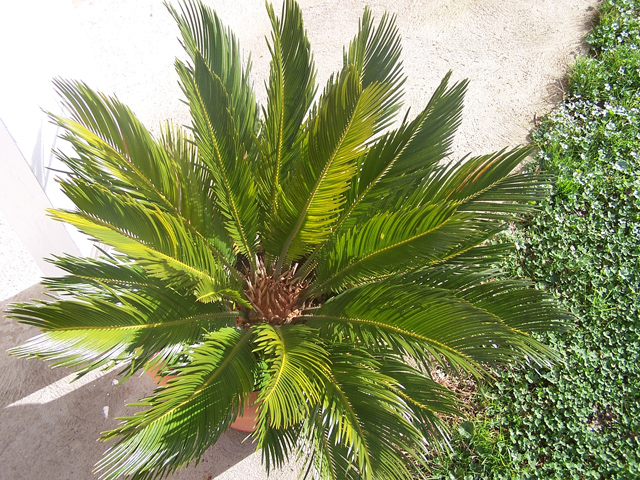 C.révoluta