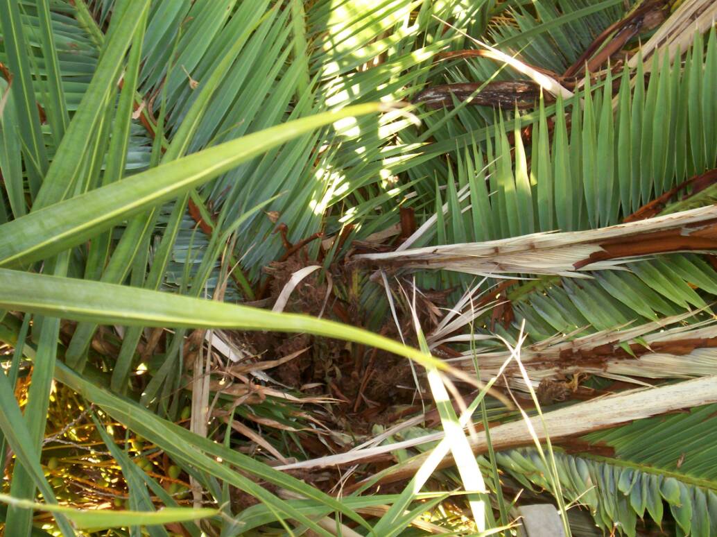 Vue d'en haut avant l'amputation, palmes brisées, fibres et cocons expulsés (pour certains) par la pousse.