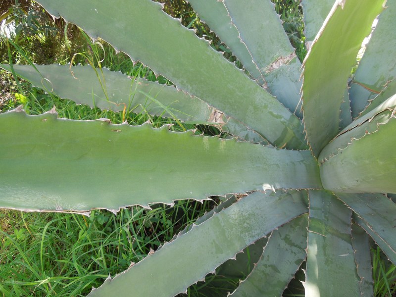 Agave x 2