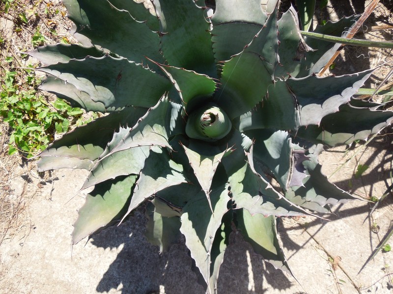 agave sp 1