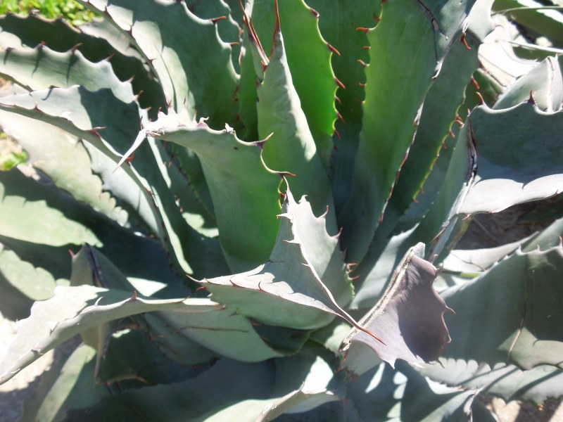agave sp 1