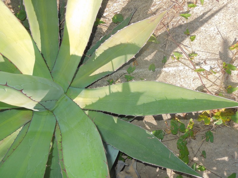 agave x 1
