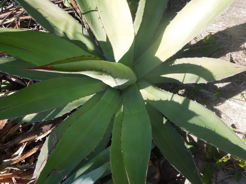 agave x 1