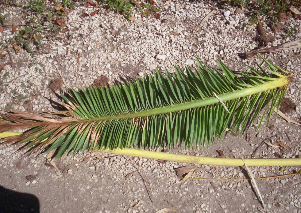 Palme du coeur nanifiée et déformée par rupture des vaisseaux conducteurs de sève.