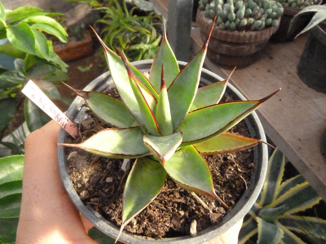 Agave ' romanii '
