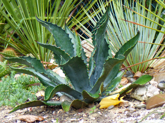 P1010776fh.jpg