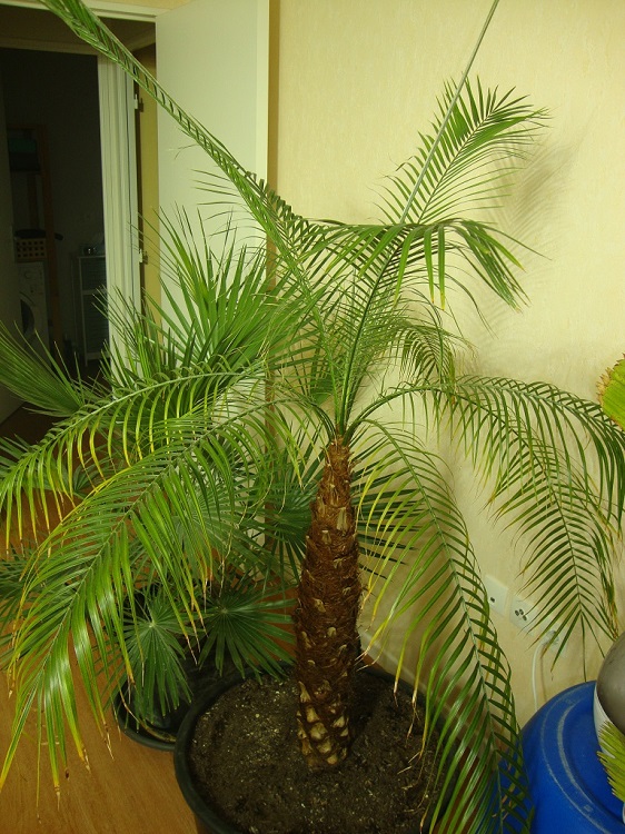 DSC02739.JPG