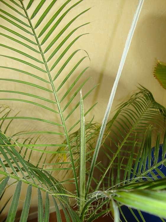 DSC02736.JPG