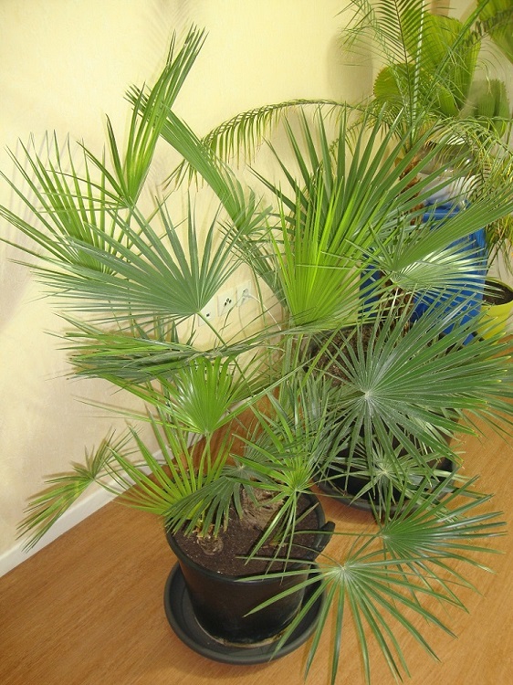 DSC02738.JPG