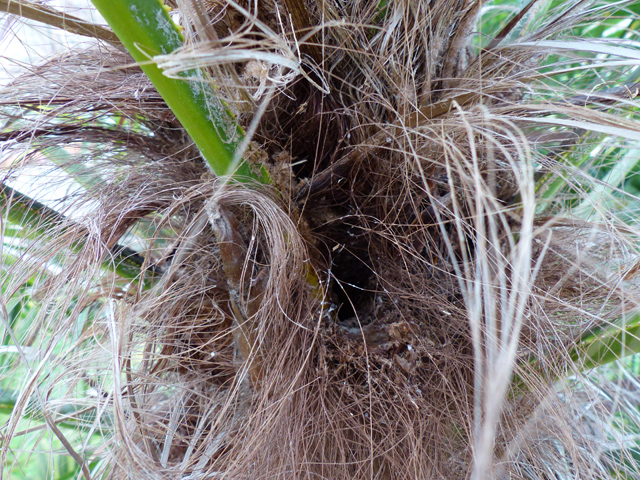 P1020417fh.jpg
