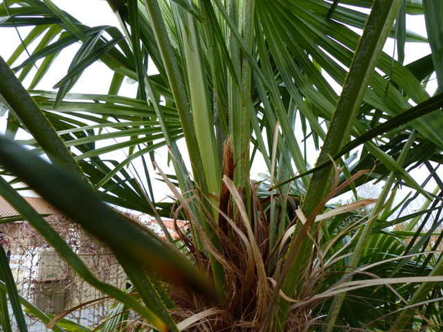 P1020419fh.jpg