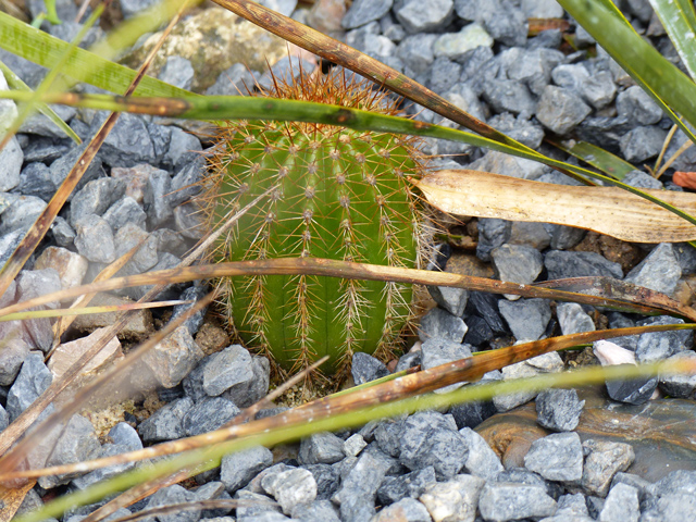 P1020421fh.jpg